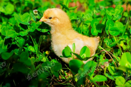 Preview: On summer day in countryside, a little chicken stands in green grass
