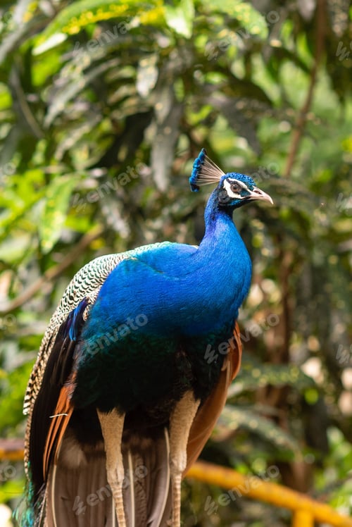 Preview: Majestic peacock is standing in a sunlit meadow, its vibrant feathers spread wide
