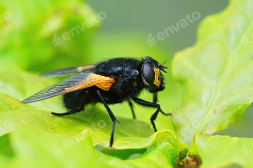 Preview: Closeup of a black noon or noonday fly, Mesembrina Meridiana fly