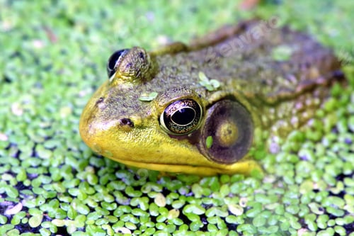 Preview: Close up of a big bull frog floating atop greens in the water.