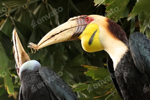 Preview: The wreathed hornbill, Rhyticeros undulatus, closeup shot