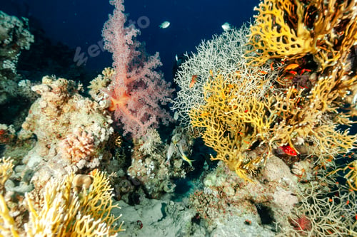 Preview: Coral Gardens Bloom in Radiant Hues of the Red Sea Depths