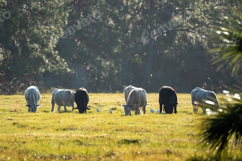 Preview: Feeding of cattle on farmland grassland. Milk cows grazing on green farm pasture on warm summer day