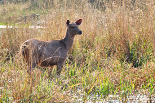 Preview: Female blue bull or nilgai - Asian antelope walking in Ranthambore National park, Rajasthan, India