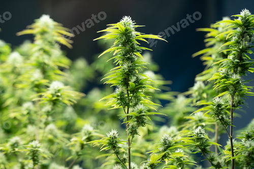 Preview: Green house and harvesting of cannabis weed hemp plants cultivation of marijuana farm laboratory