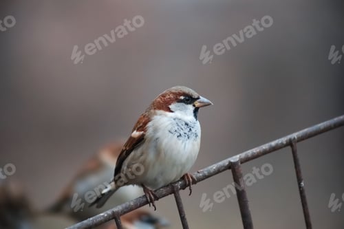 Preview: close-up of a sparrow sitting on a fence against the background of other sparrows
