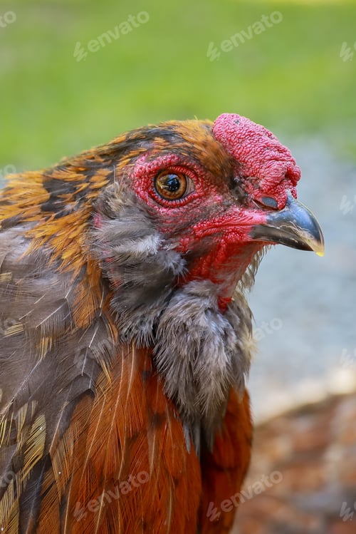 Preview: Closeup profile portrait of an orange and red colored chicken with brown eyes.