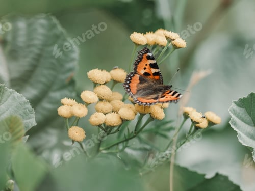 Preview: an orange and black butterfly on yellow flower buds with green leaves