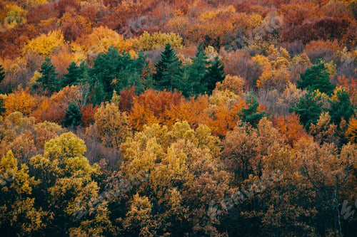 Preview: autumn forest