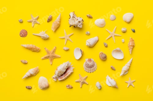 Preview: Summer time concept Flat lay composition with beautiful starfish and sea shells