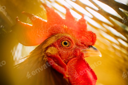 Preview: Close-Up of Majestic Rooster on a Rural Farm