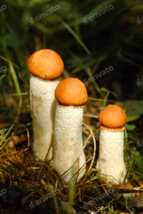 Preview: There are a lot of wild aspen mushrooms growing in the forest. Mushrooms in the forest.