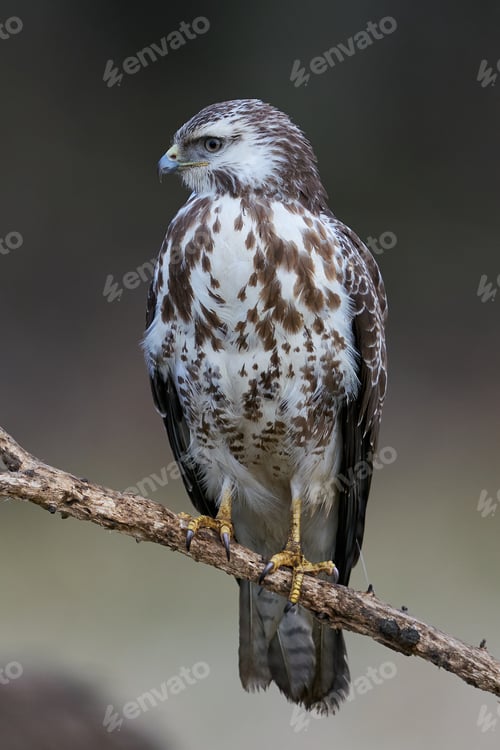 Preview: Common buzzard (Buteo buteo)