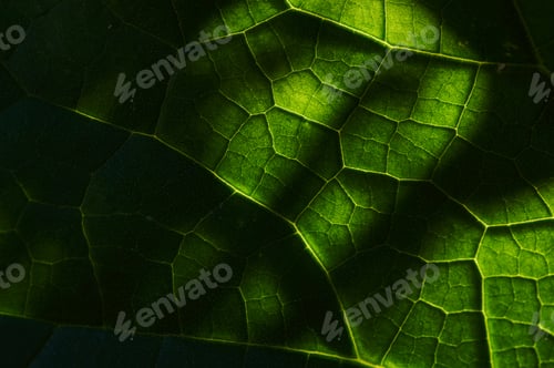 Preview: Background of the leaf pattern