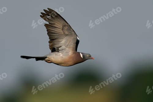 Preview: Common wood pigeon (Columba palumbus)