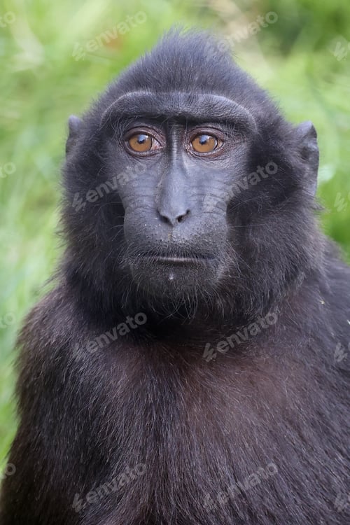 Preview: The Celebes crested macaque (Macaca nigra)