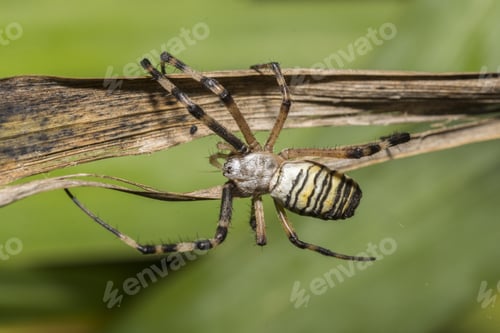 Preview: Closeup shot of a spider on a dry plant