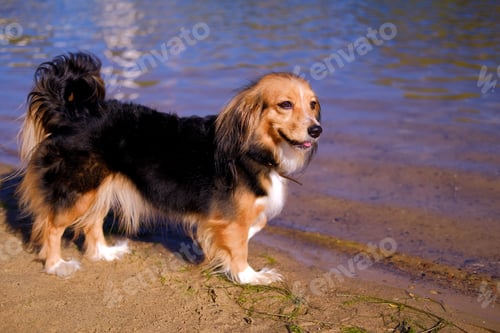 Preview: Dog walking on a sand river beach. Funny spaniel mutt in summer day