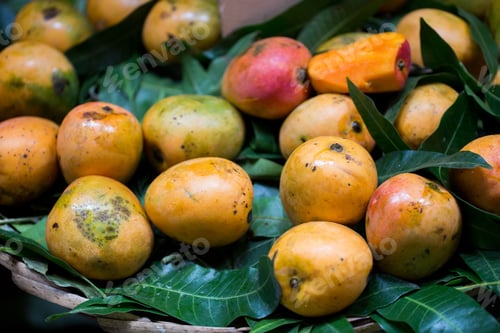 Preview: Selling fresh mangoes in the Indian market in Mauritius