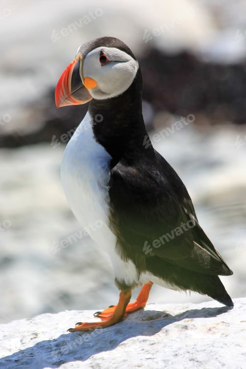 Preview: Atlantic puffin bird is perched atop a rock.