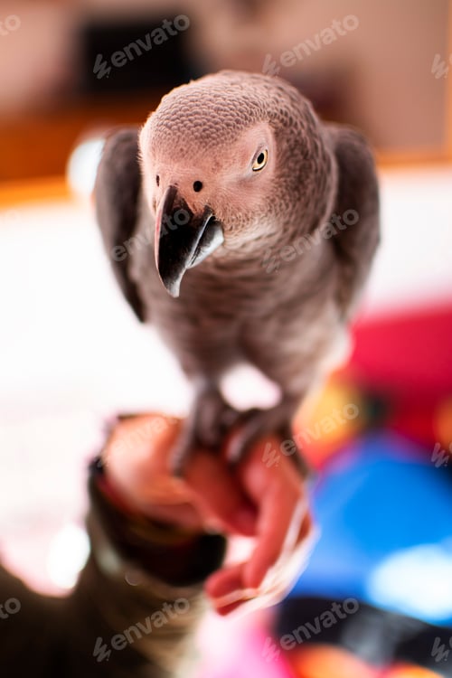 Preview: Close-up portrait of a gray parrot in hand.