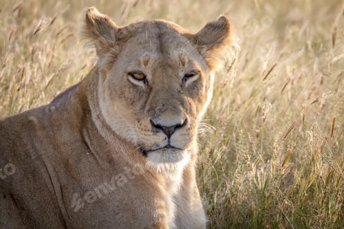 Preview: Close up of a female Lion in Chobe.