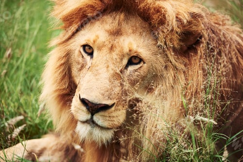 Preview: Close up of big lion in Africa
