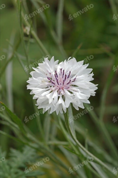 Preview: Cornflower in the meadow, Latin Centaurea