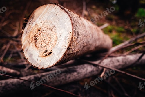 Preview: Winter is the time to use the wood of the logs cut in the woods to burn it in the fireplaces.