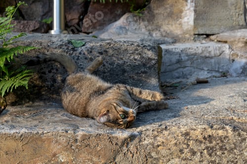 Preview: Cat basking on rocks indoor in the summer