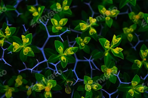 Preview: Close-up of thorny bush Sarcopoterium plant in spring. Natural green background.