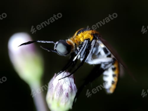 Preview: Insect