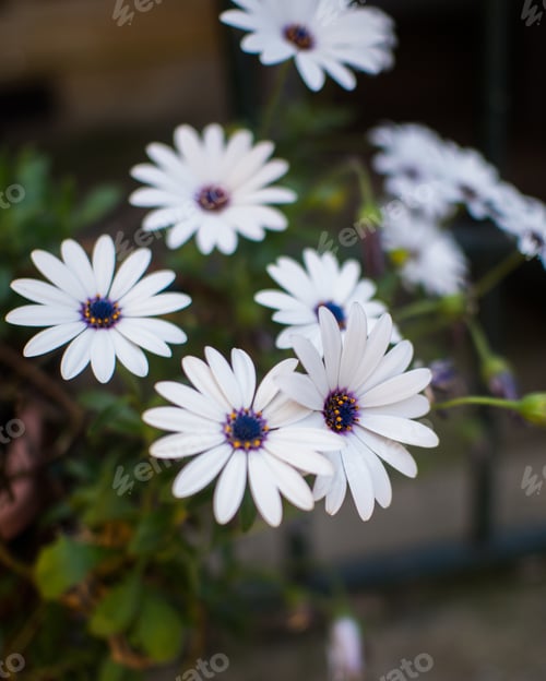 Preview: white flowers