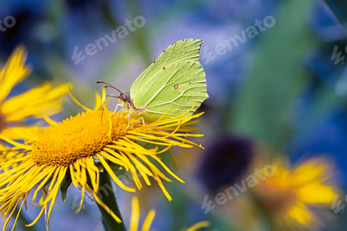 Preview: Yellow Brimstone Butterfly