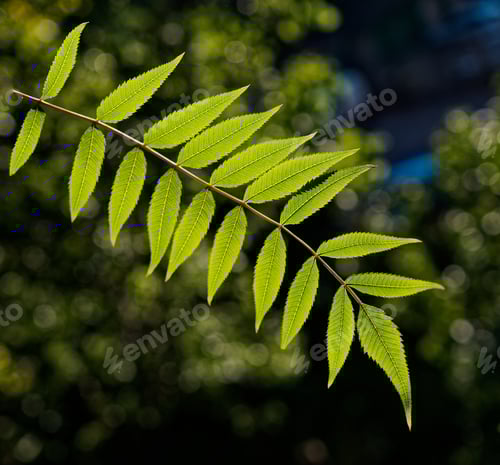 Preview: Bright shiny green leaves on the new tree branch