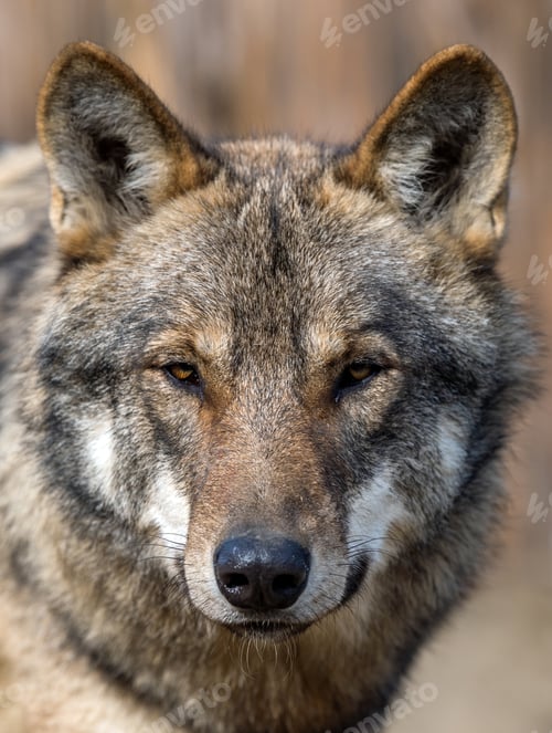 Preview: Close up portrait of a grey wolf (Canis Lupus)