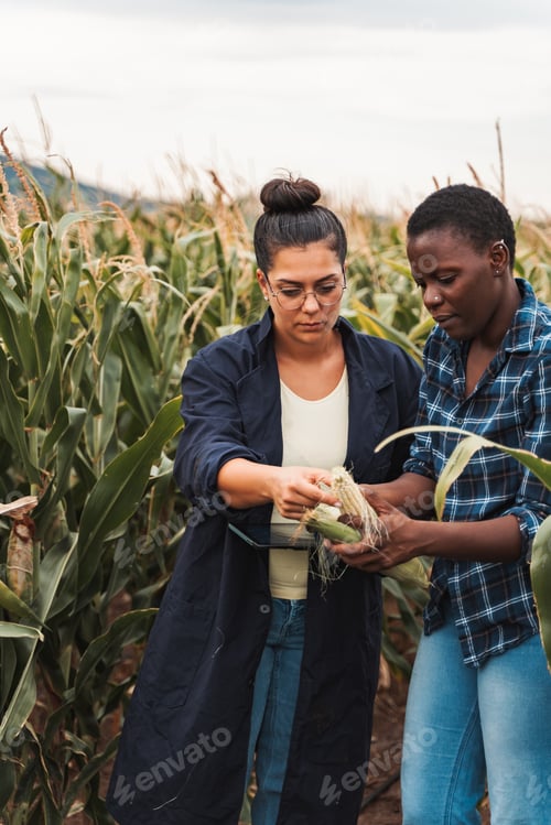 Visualização: Agrônomo e agricultor inspecionando espiga de milho em campo cultivado