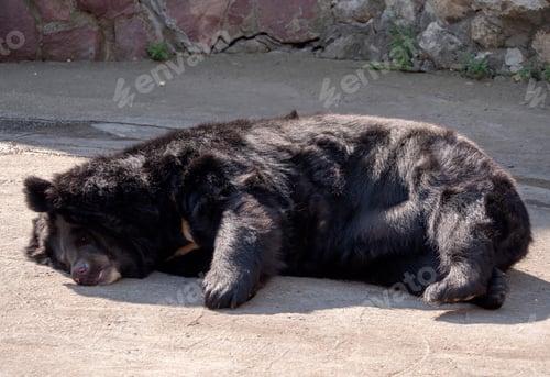 Preview: Himalayan bear or Ussuri black bear Ursus thibetanus
