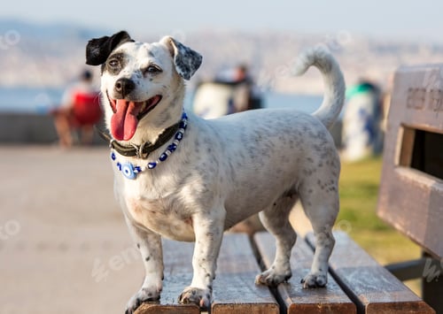 Preview: Pet animal; Jack Russell dog.