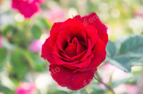 Preview: red rose flowers in the garden , colorful rose