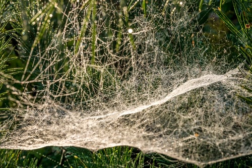 Preview: drops of morning dew on a spider web on pine branches at sunrise
