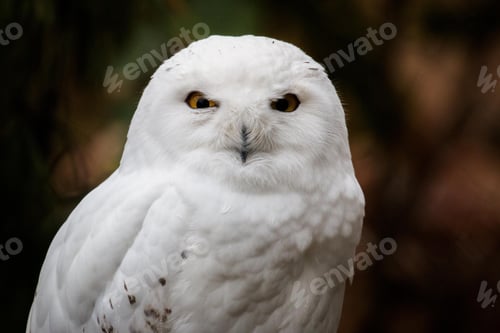 Preview: owl, bird, snowy owl, wilderness