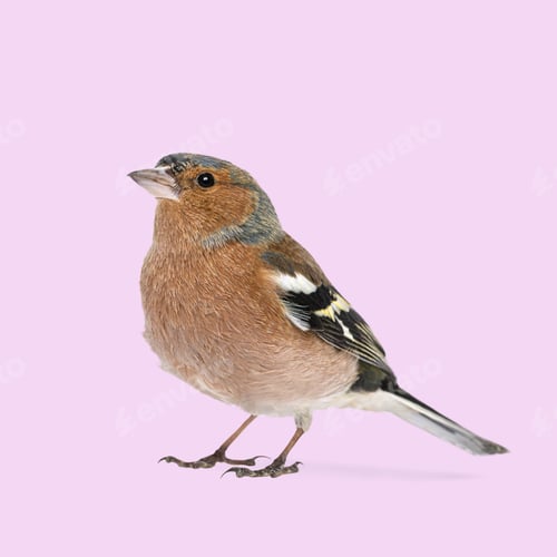 Preview: Small common chaffinch standing on a pink background and looking up right