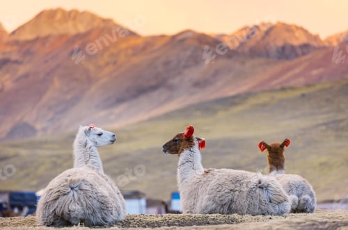 Preview: Llama