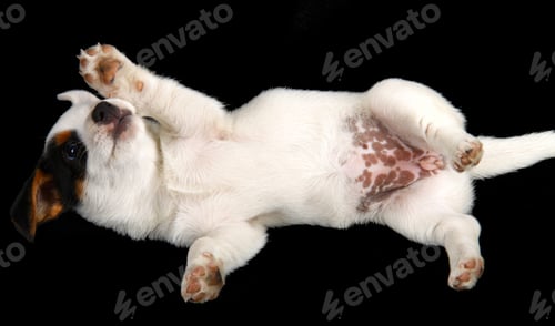 Preview: Jack russell puppy