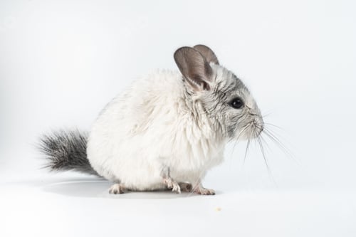 Preview: Small white chinchilla isolated against a white background