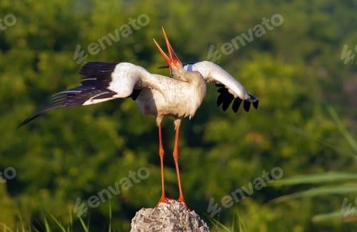 Preview: White stork, Ciconia ciconia. Early morning. The bird takes threatening poses and drives away rivals