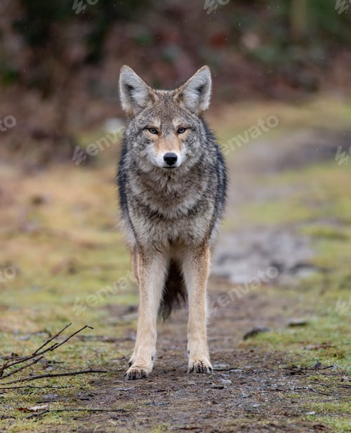 Preview: Coyote in Canada