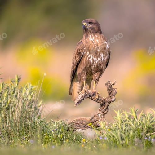 Preview: Buzzard perched on log