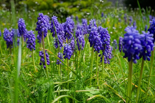 Preview: Close-up shot of blue Garden grape-hyacinth in the park
